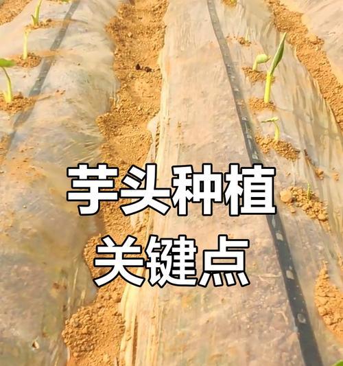 芋头种植方法有哪些？如何快速出苗？