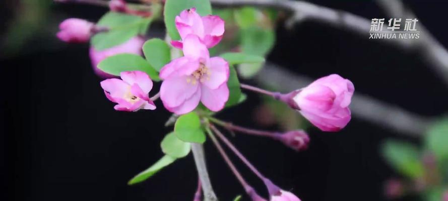 春天里哪种植物给你留下了深刻印象？
