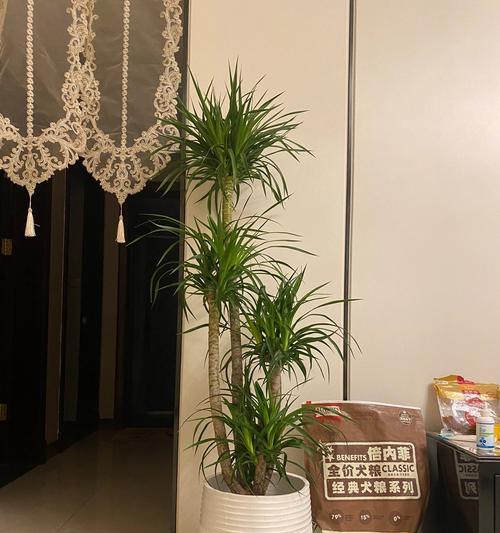 龙血树植物提取物有哪些用途？其提取过程是怎样的？