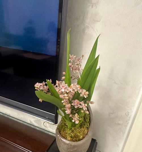 文心兰开花期如何养护？怎样确保花苞顺利开放？