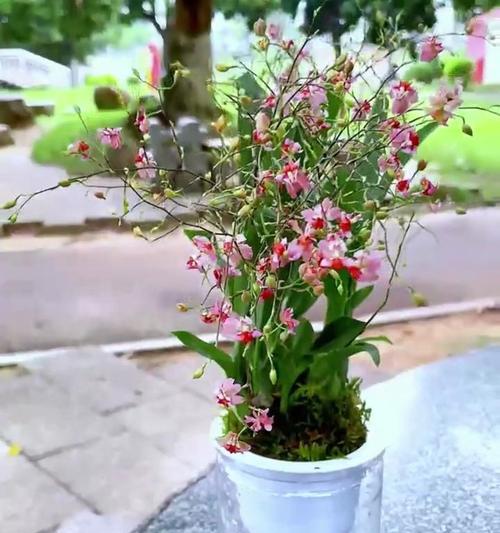 文心兰开花期如何养护？怎样确保花苞顺利开放？
