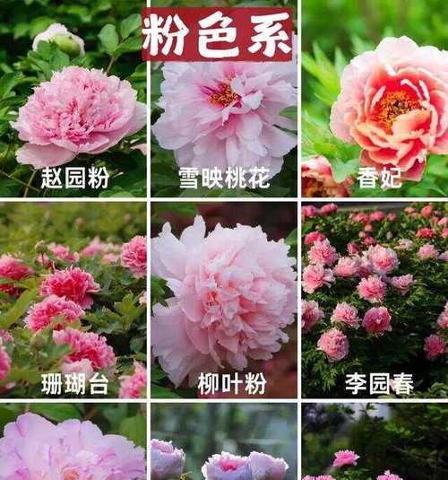 牡丹花有哪些特点？如何种植？