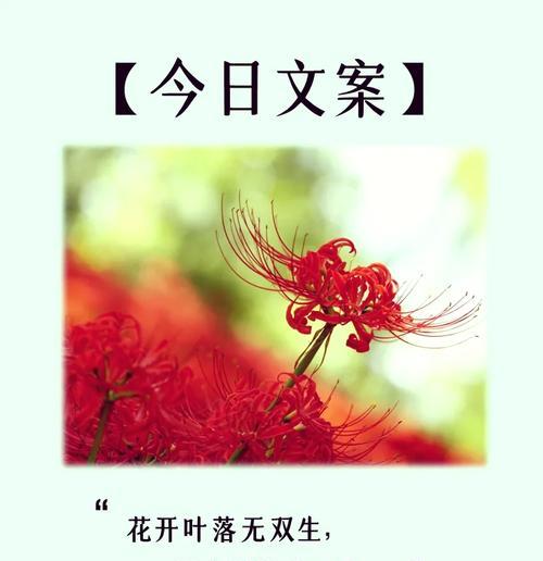 彼岸花的含义是什么？