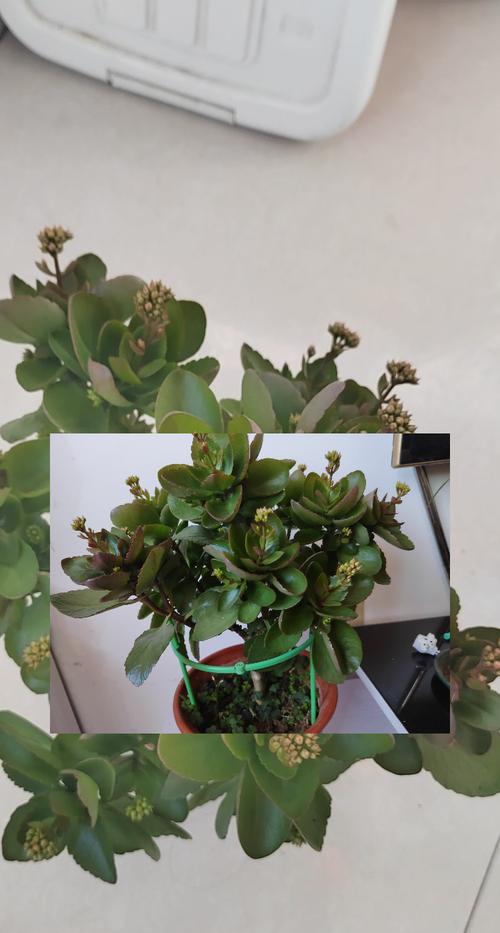 阳台养长寿花有哪些常见问题？