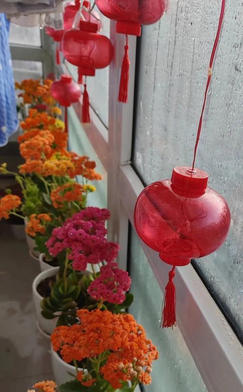 阳台养长寿花有哪些常见问题？