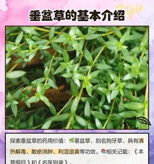 垂盆草是什么？有哪些特点？