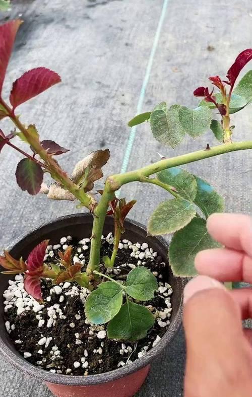 月季养护需要注意哪些问题？