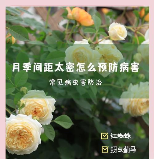月季养护需要注意哪些问题？