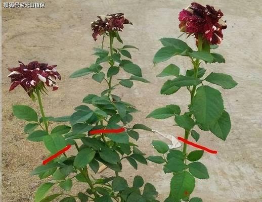 月季养护需要注意哪些问题？