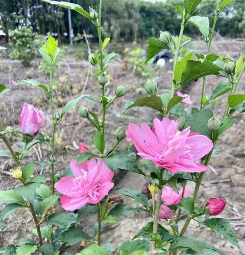 木槿花养护有哪些技巧？