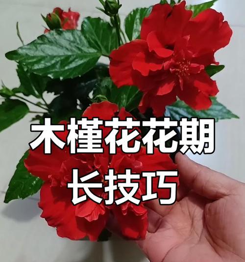 木槿花养护有哪些技巧？