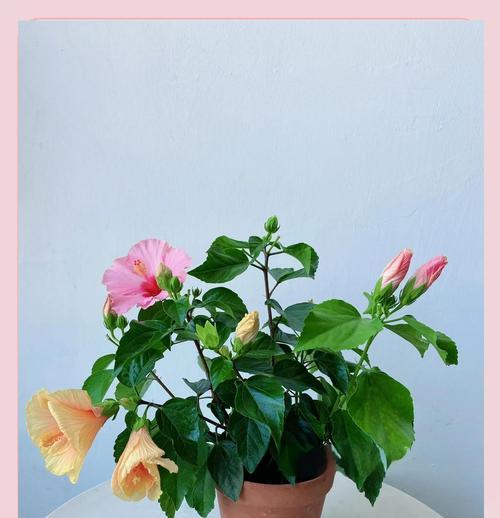 木槿花养护有哪些技巧？