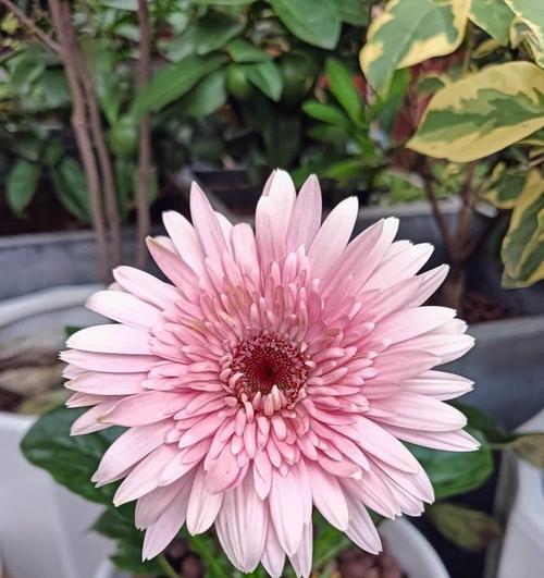 在家种植非洲菊盆栽有哪些常见问题？
