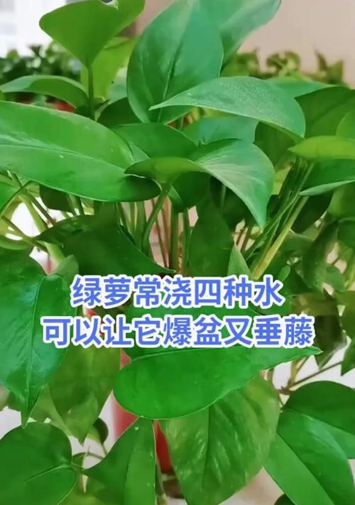 绿萝养护有哪些技巧？