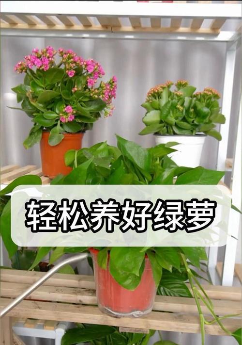 绿萝养护有哪些技巧？