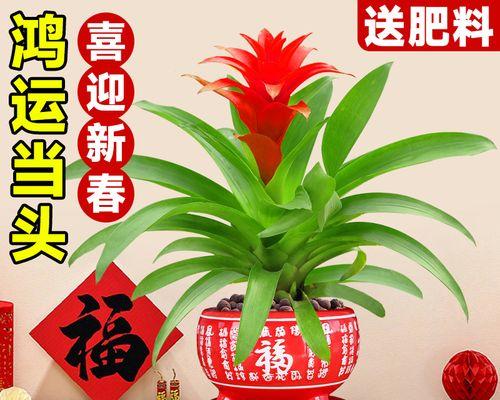 如何延长鸿运当头的花期？