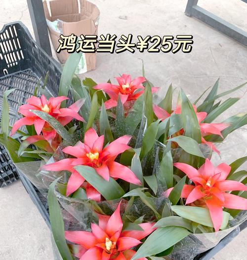 如何延长鸿运当头的花期？