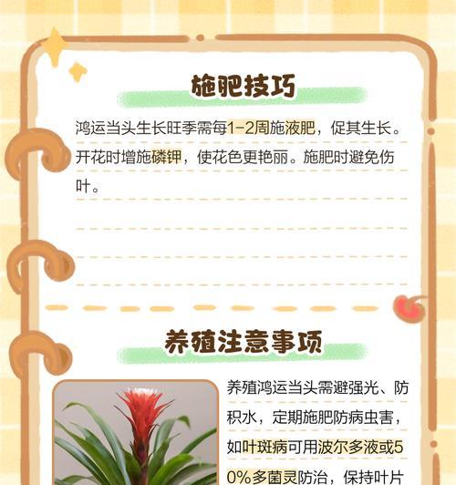 如何延长鸿运当头的花期？
