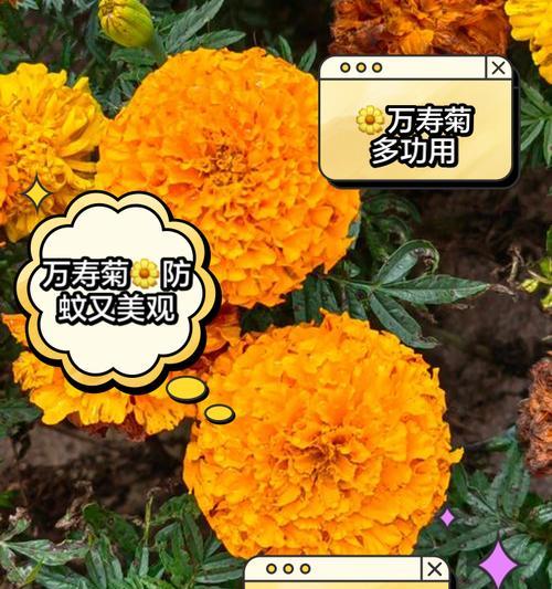 万寿菊开花需要哪些条件？