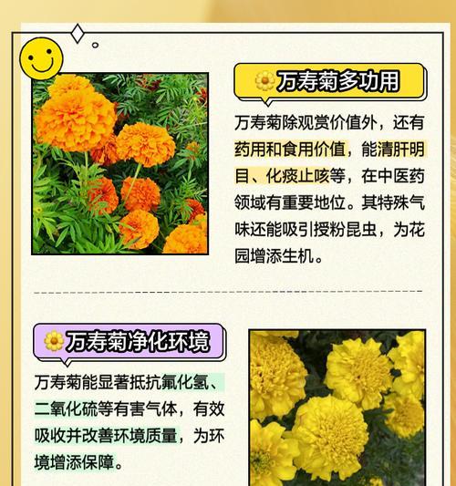 万寿菊开花需要哪些条件？
