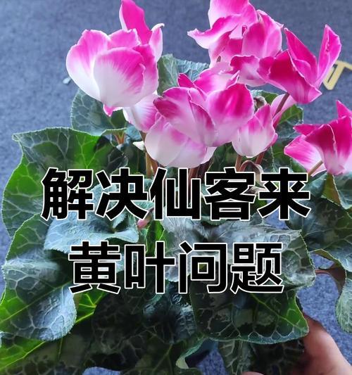仙客来养护有哪些常见问题？