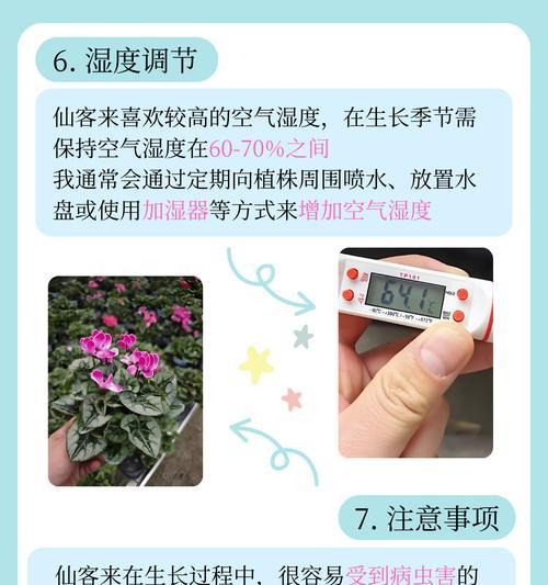 仙客来养护有哪些常见问题？
