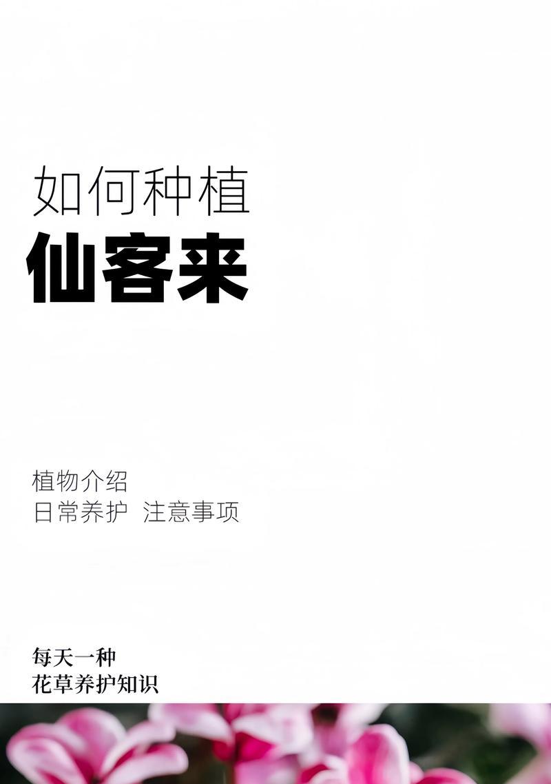 仙客来养护有哪些常见问题？