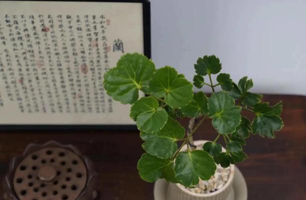 如何选择适合家中角落的植物？
