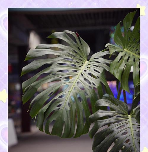 如何选择适合家中角落的植物？