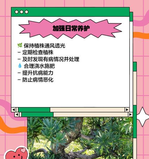 罗汉松养护指南？如何保持其健康生长？