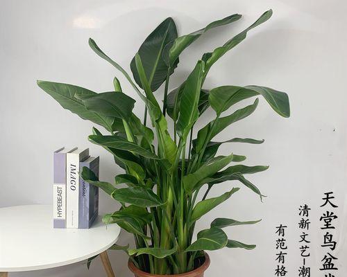 鹤望兰养护秘籍？如何让绿植更旺盛？