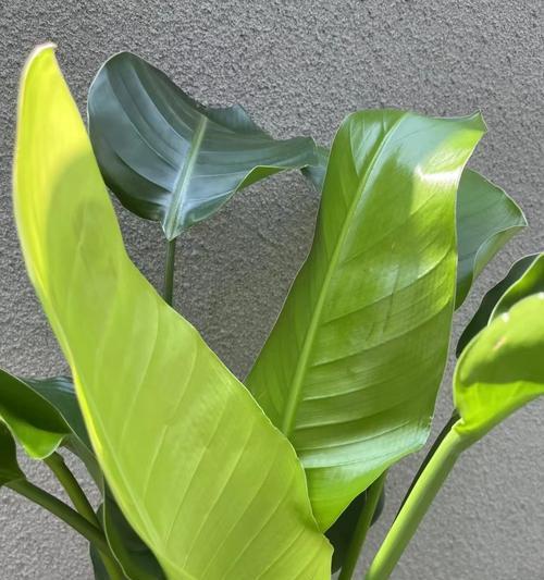 鹤望兰养护秘籍？如何让绿植更旺盛？