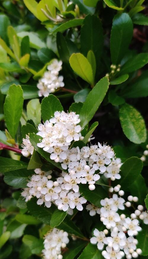 一种优秀的“冷门”植物，颜值高、爱开花、易栽培，北方可露养，常见问题是什么？