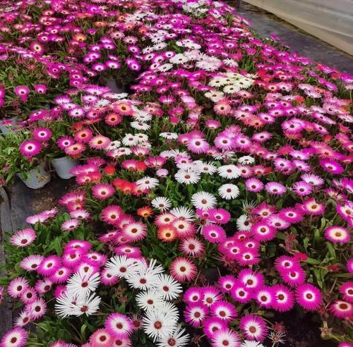 一种优秀的“冷门”植物，颜值高、爱开花、易栽培，北方可露养，常见问题是什么？
