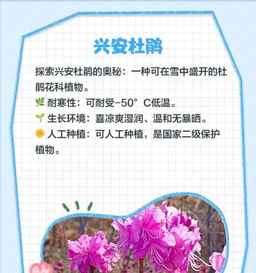 一种优秀的“冷门”植物，颜值高、爱开花、易栽培，北方可露养，常见问题是什么？