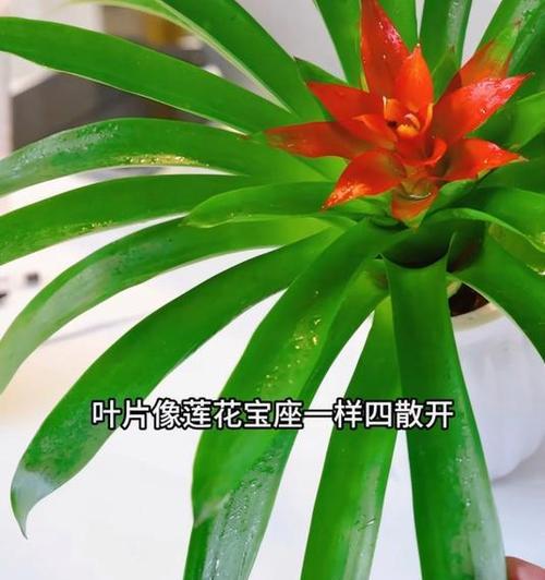 鸿运当头浇水正确方法？如何避免过度浇水？