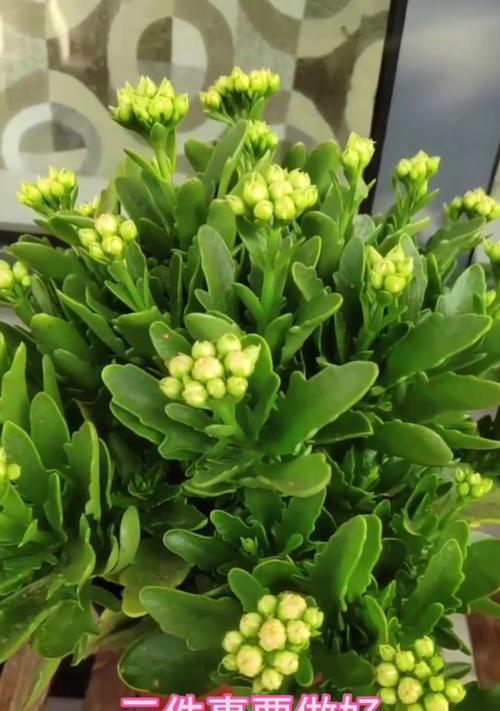 长寿花：花期与观赏亮点，如何延长花期？