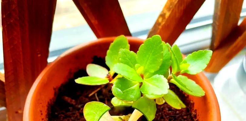 长寿花：花期与观赏亮点，如何延长花期？