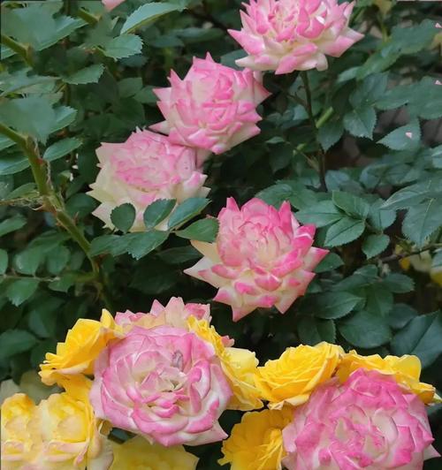 蔷薇一年开几次花：花期规律与养护解析，如何保持蔷薇花开？