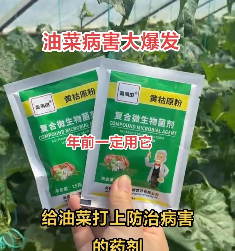 油菜种植技术与管理要点，如何提高油菜产量？