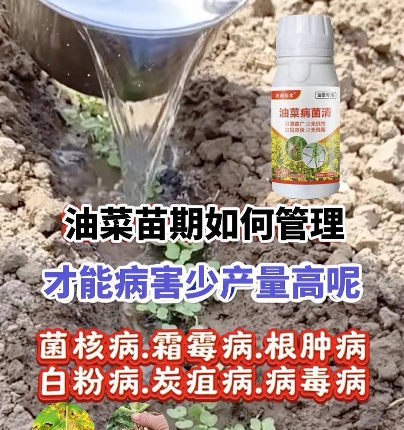 油菜种植技术与管理要点，如何提高油菜产量？