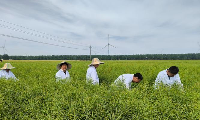 油菜种植技术与管理要点，如何提高油菜产量？