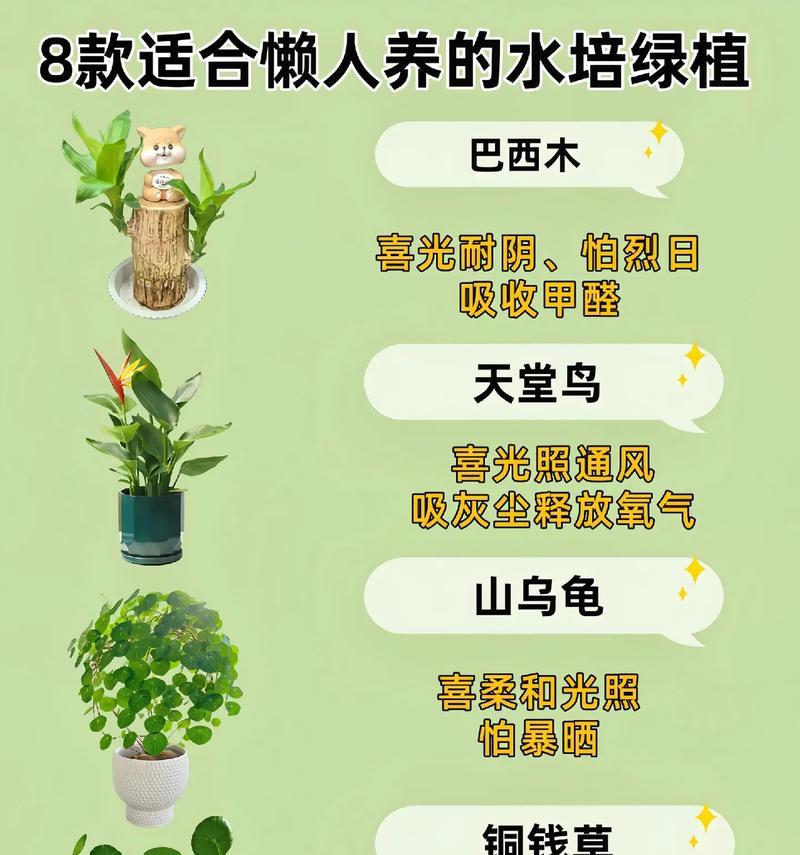 “养不死”的6种花，个个九条命，一个月不浇水，却越长越旺，常见问题有哪些？