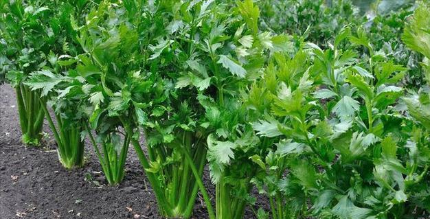 芹菜怎么催芽出苗最快？农科院3招2步处理48小时露白出苗快！