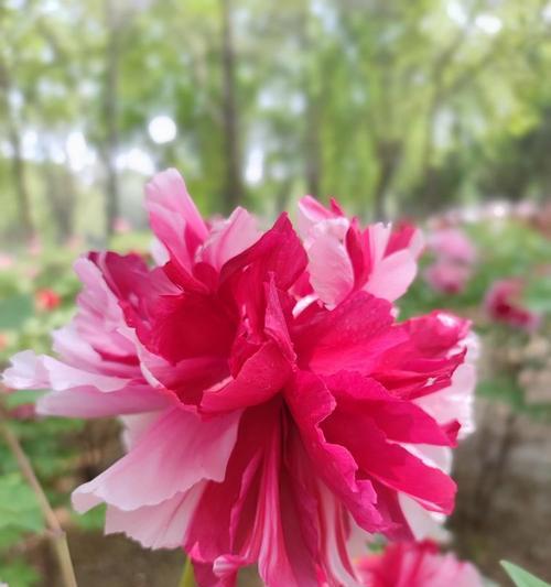 牡丹花秋季栽种指南：如何在南方成功培育？