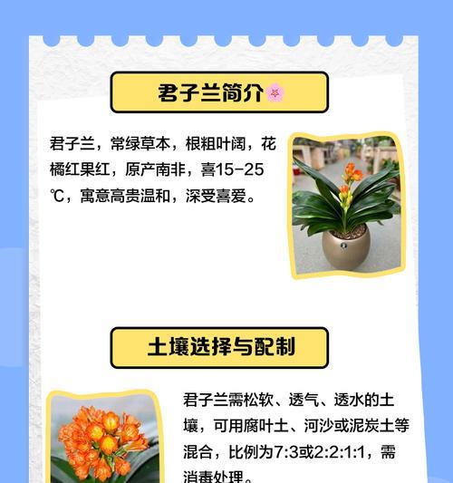 君子兰的魅力与养护技巧，如何保持其优雅？