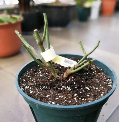 月季花如何养护？管理过程中常见问题有哪些？