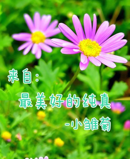 雏菊的花语是什么？寓意有何特别之处？