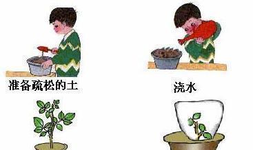 植物扦插繁殖有哪些优缺点？如何促进生根？