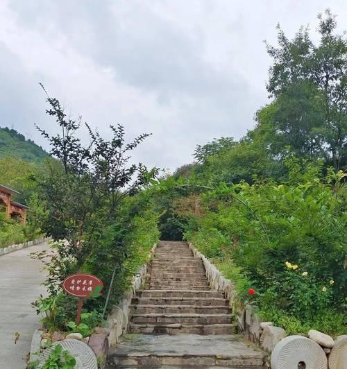 如何利用四种植物打造室内天然氧吧？详解方法是什么？